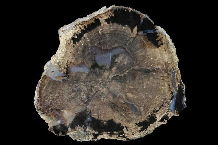 Petrified Wood (Schinoxylon) Slab - Blue Forest, Wyoming #141296